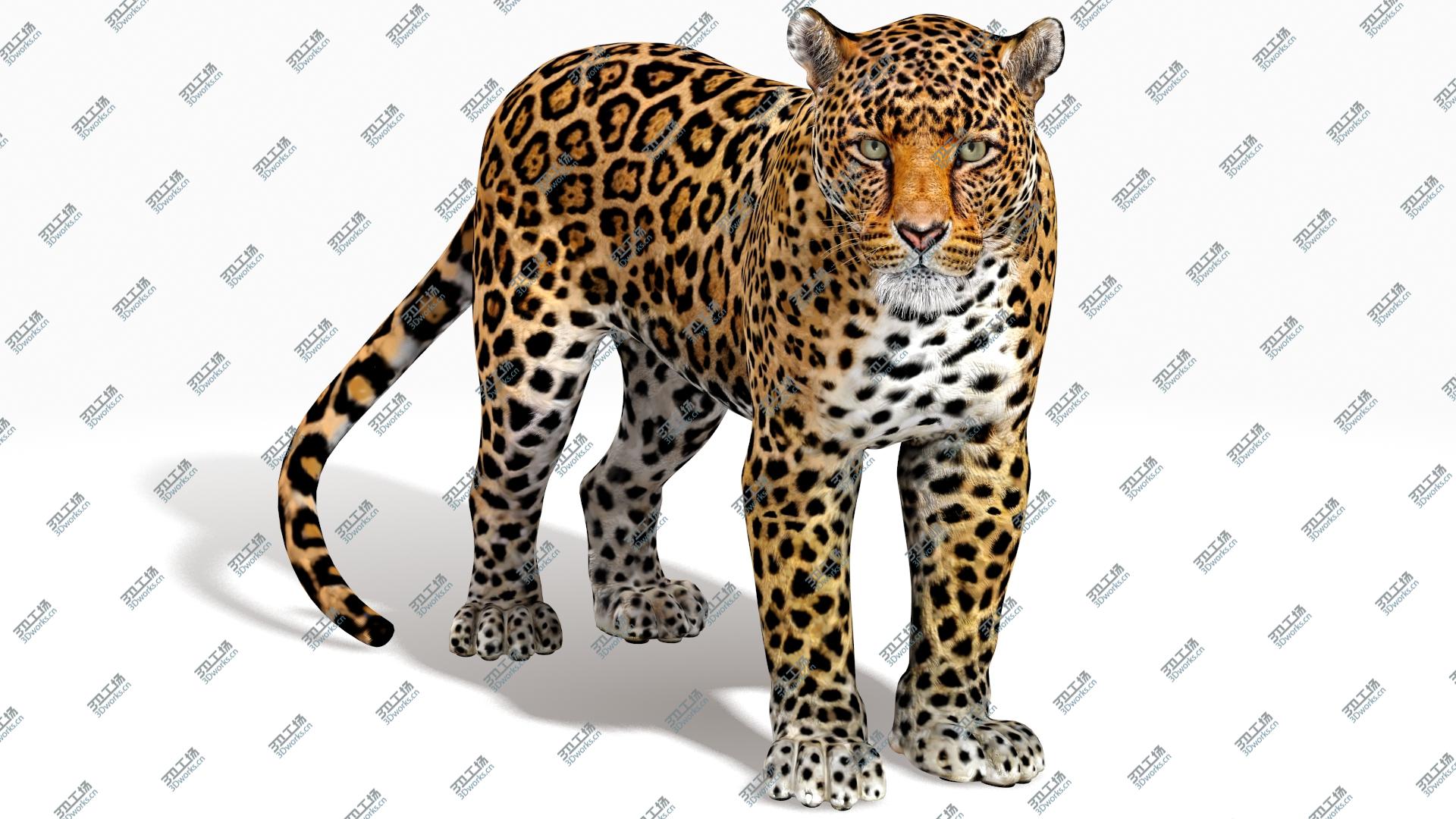 images/goods_img/202104092/Rigged J aguar 3D/4.jpg